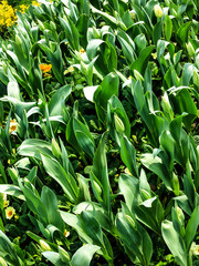 Tulips and Pansies Field