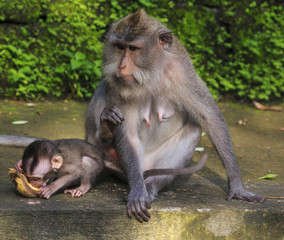 Monkeys on a Temple