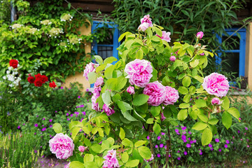 Fototapeta na wymiar Roses in the Front Garden