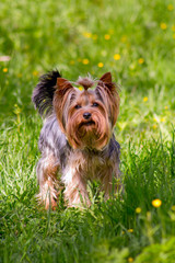 Yorkshire terrier dog breed in the bush dandelions