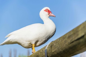 Closeup of a White duck with red eyes - animal and nature concept