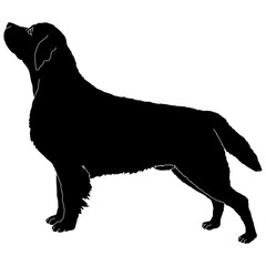 labrador dog silhouette