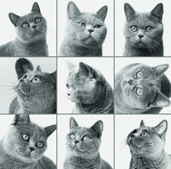 British shorthair cat closeup