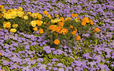 Marigolds and ageratum