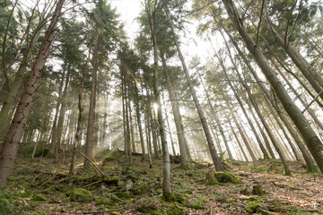 Sonne im Wald