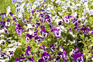 Obraz premium Violet-white pansies