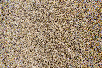 Rice husk fuel for firing brick kilns, Mekong, Vietnam