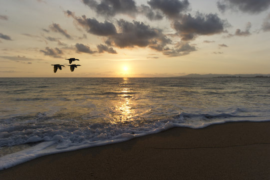  Sunset Birds Flying