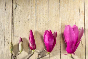 Photo sur Plexiglas Magnolia Магнолия. Цветы и бутоны.Декорация с Магнолией на деревянном фоне.