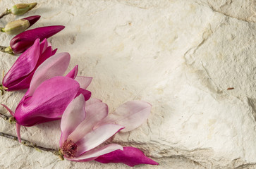 Magnolia. Fleurs et bourgeons. Décoration avec Magnolia sur fond de pierre.
