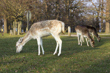 Three deers feeding on grass