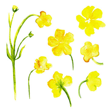 Watercolor yellow flowers isolated on white background. Floral design elements, hand drawn artistic painting illustration