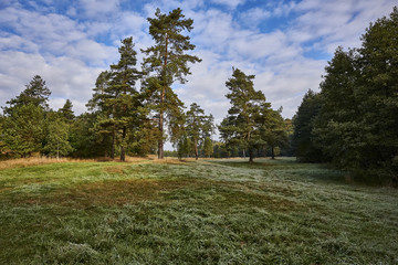 Clearing in the forest in sunny summer morning