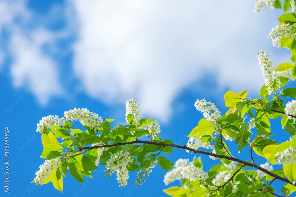 Poster spring background with the blossoming bird cherry
