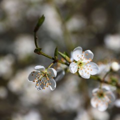 Gelsomino