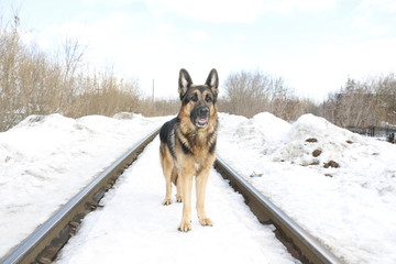 German shepherd dog in winter day