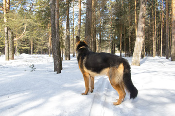 German shepherd dog in winter day