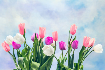 Fresh tulips background. Mothers Day, Easter