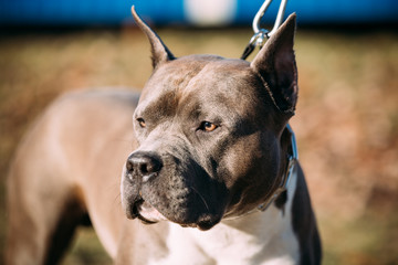 Close Up Of Beautiful Dog American Staffordshire Terrier