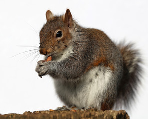 Obraz premium Close up of a Grey Squirrel eating peanuts on a tree trunk