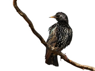 Starling on branch isolated on white background, Sturnus vulgaris