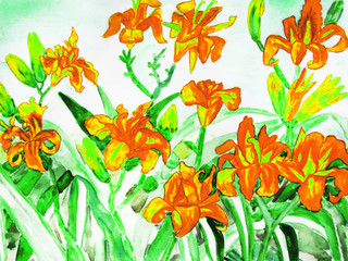 Orange daily lilies