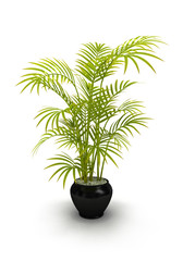 fern green vase in black pot isolated on white background