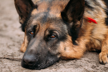 German Shepherd Dog Close Up 