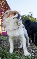 Young pekinese dog