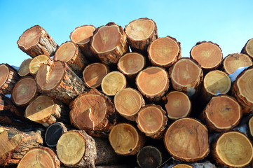saw cut larch log