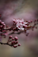 Kirschblüten