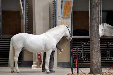 Fototapeta premium Spanish Riding School Vienna