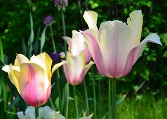 Rosa Tulpen blühen im Garten