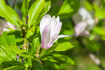 White - pink magnolia flower.