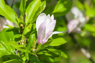 Fotobehang Magnolia White - pink magnolia flower.