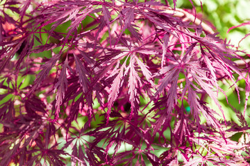 Japanese maple leaves, natural summer background. selective focu