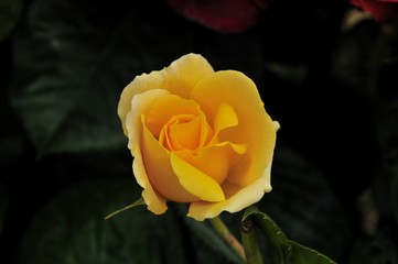 Rosa