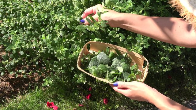 gardener woman girl hand pick balm lemon-balm mint herbal plant leaves in garden. Alternative medicine. Static closeup shot.
