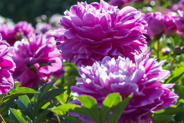 pink peony flower