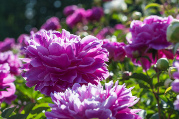 pink peony flower