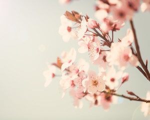 Spring tree blossom background