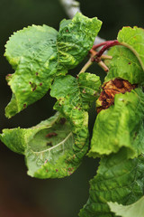 Maladie de la vigne-4401