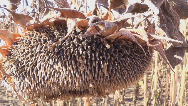 Sunflower field affected by drought ...
