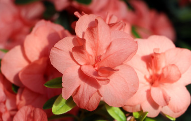 Fototapeta premium Azalea flower