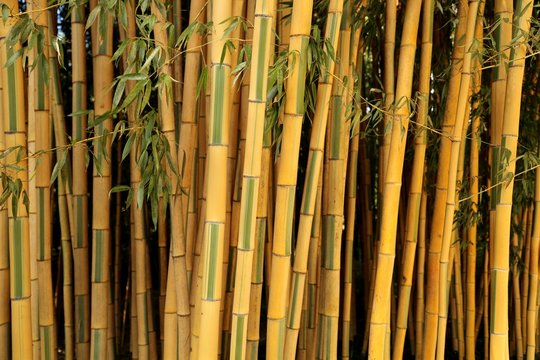 Bambus, Park, Garten, riesig