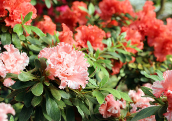 Rhododendron flower