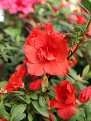 Rhododendron flower