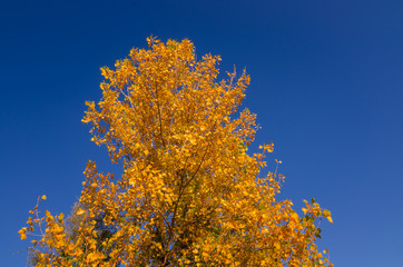 Colorful foliage in the autumn park. Autumn leaves sky background