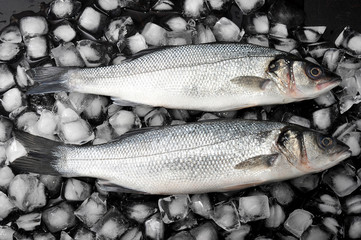 two seabass fish on ice. raw fish. top view