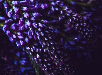 Photo sur Plexiglas Lilas bouquet de fleurs violettes